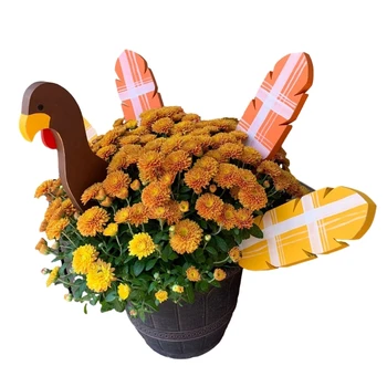 Декор от пуйка за Деня на благодарността саксии за Цветя от турция Са идеални за честването на Деня на Благодарността